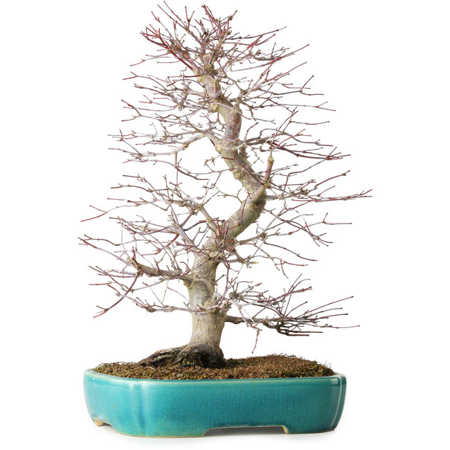 Acer palmatum Deshojo, 42 cm, environ 12 ans, dans un pot de Yixing