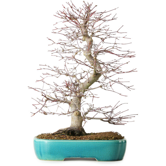 Acer palmatum Deshojo, 42 cm, ± 12 jaar oud, in een Yixing-pot.