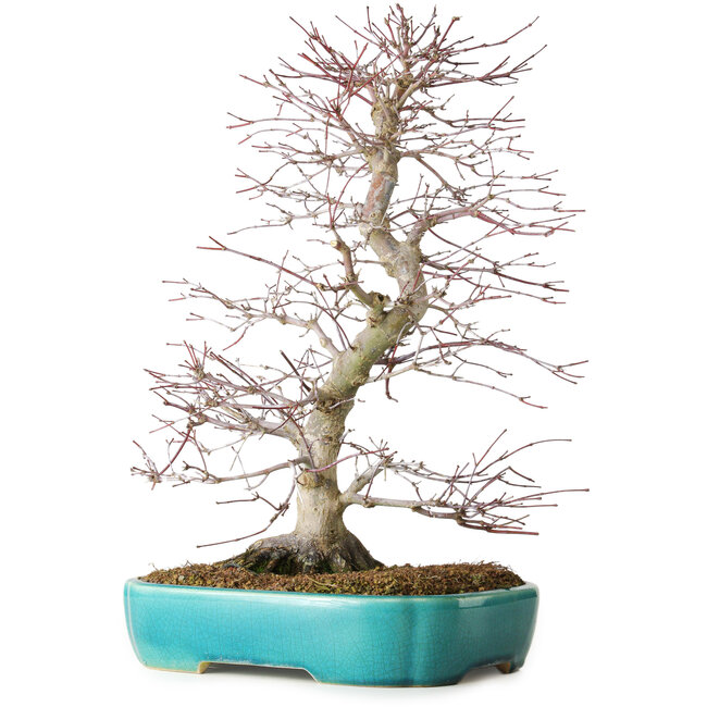 Acer palmatum Deshojo, 42 cm, ± 12 years old, in a Yixing pot