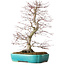 Acer palmatum Deshojo, 42 cm, ± 12 jaar oud, in een Yixing-pot.
