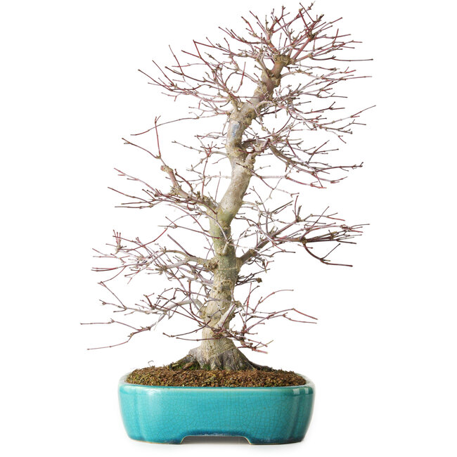 Acer palmatum Deshojo, 42 cm, ca. 12 Jahre alt, in einem Yixing-Topf