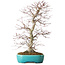 Acer palmatum Deshojo, 42 cm, ± 12 anni, in un vaso Yixing