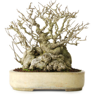 Koyou Ilex serrata, 25 cm, ± 30 años