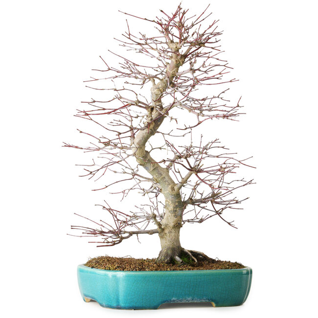 Acer palmatum Deshojo, 42 cm, ± 12 anni, in un vaso Yixing