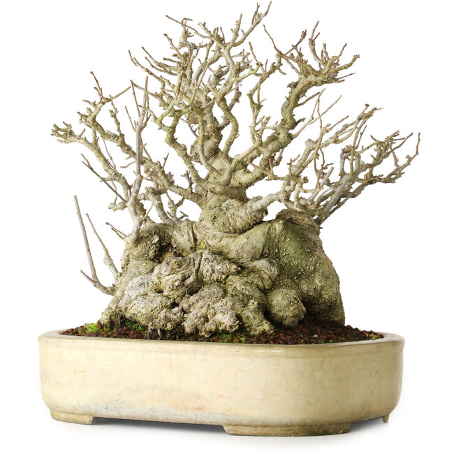 Ilex serrata, 25 cm, environ 30 ans, femelle, presque sans cicatrices et avec un nebari de 18 cm, dans un pot japonais fait main par Koyou