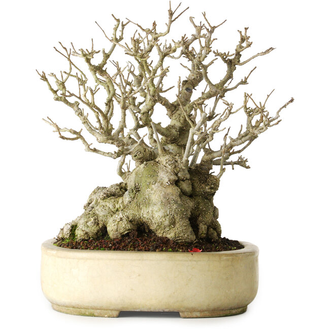 Ilex serrata, 25 cm, ± 30 años, hembra, casi sin cicatrices y con un nebari de 18 cm, en una maceta japonesa hecha a mano por Koyou