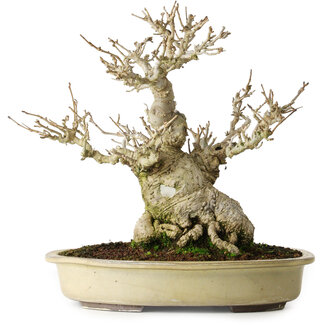 Ilex serrata, 25 cm, ± 20 anni