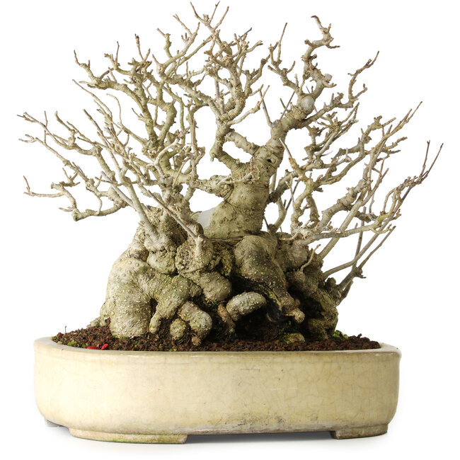 Ilex serrata, 25 cm, ± 30 años, hembra, casi sin cicatrices y con un nebari de 18 cm, en una maceta japonesa hecha a mano por Koyou