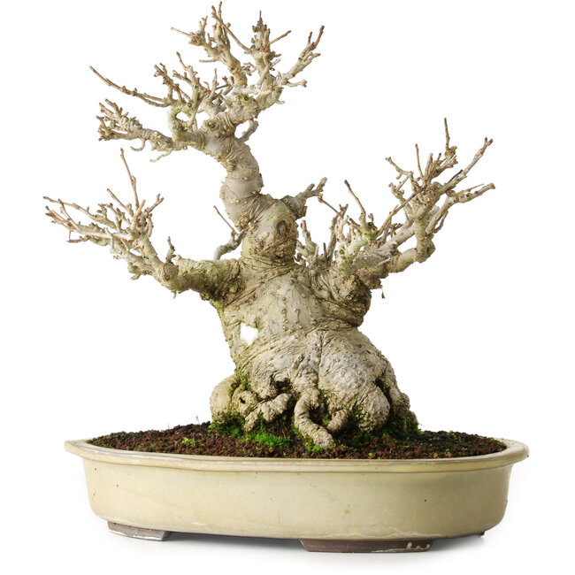 Ilex serrata, 25 cm, ± 20 jaar oud, vrijwel zonder littekens (vrouwelijk)