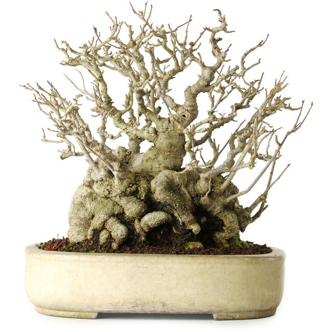 Ilex serrata, 25 cm, ± 30 jaar oud, vrouwtje, bijna zonder littekens en met een nebari van 18 cm, in een handgemaakte Japanse pot van Koyou.