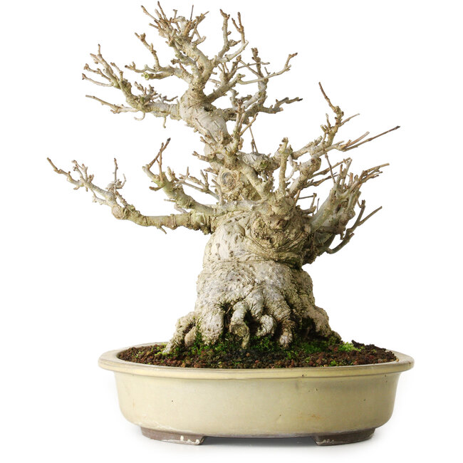 Ilex serrata, 25 cm, ± 20 years old, almost without scars (female)