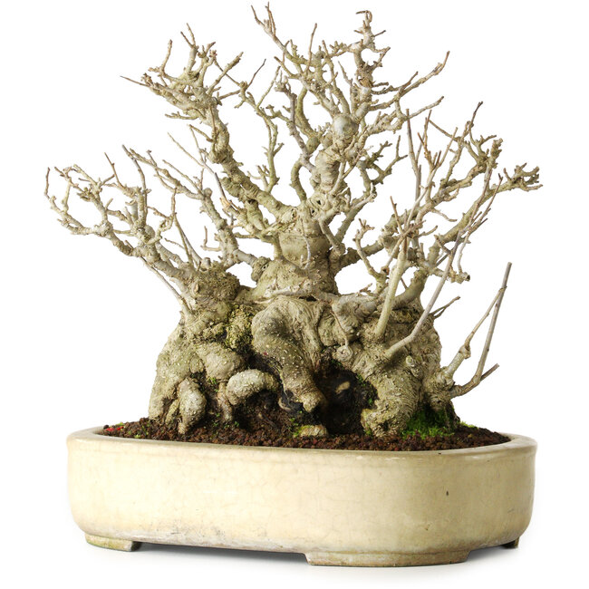 Ilex serrata, 25 cm, ca. 30 Jahre alt, weiblich, fast ohne Narben und mit einem Wurzelansatz von 18 cm, in einem handgefertigten japanischen Topf von Koyou