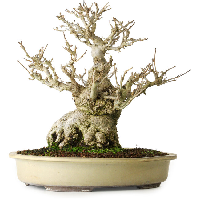 Ilex serrata, 25 cm, ± 20 years old, almost without scars (female)