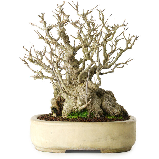 Ilex serrata, 25 cm, ca. 30 Jahre alt, weiblich, fast ohne Narben und mit einem Wurzelansatz von 18 cm, in einem handgefertigten japanischen Topf von Koyou