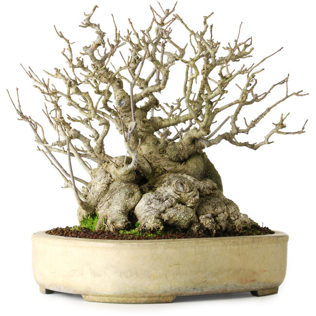 Ilex serrata, 25 cm, ca. 30 Jahre alt, weiblich, fast ohne Narben und mit einem Wurzelansatz von 18 cm, in einem handgefertigten japanischen Topf von Koyou