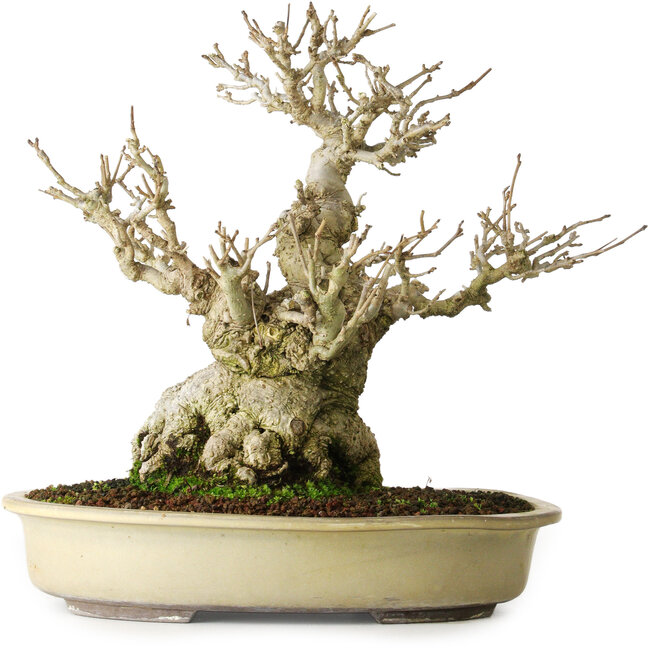 Ilex serrata, 25 cm, ± 20 años, casi sin cicatrices (hembra)