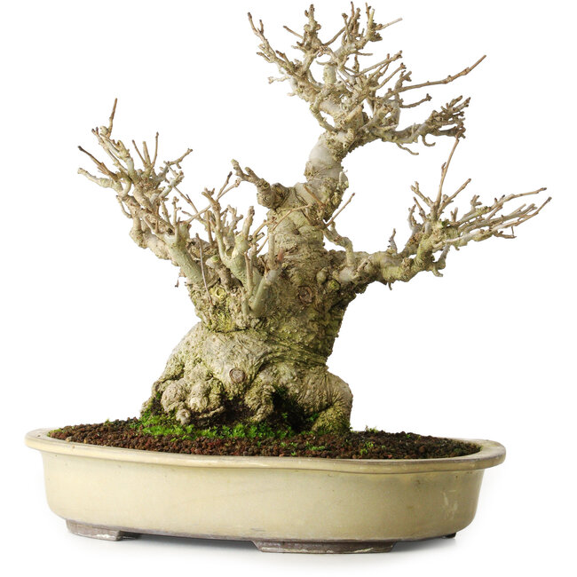 Ilex serrata, 25 cm, ± 20 ans, presque sans cicatrices (femelle)