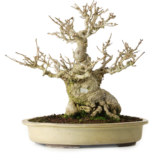 Ilex serrata, 25 cm, ± 20 jaar oud, vrijwel zonder littekens (vrouwelijk)