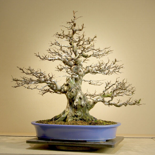 Pseudocydonia sinensis, 75,5 cm, ± 45 anni, con movimento eccezionalmente buono, ramificazione affusolata e corteccia antica. Rinvasata da Mario Komsta nella primavera del 2025 in un vaso giapponese fatto a mano da Reihou.