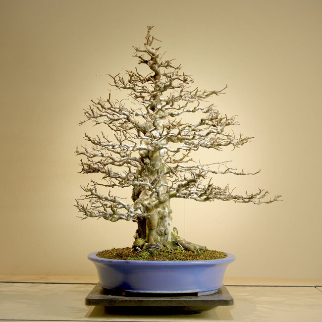 Pseudocydonia sinensis, 75,5 cm, ± 45 años, con un movimiento excepcional, ramificación ahusada y corteza vieja. Trasplantada por Mario Komsta en la primavera de 2025 a una maceta japonesa hecha a mano por Reihou.