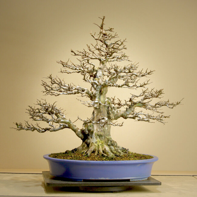 Pseudocydonia sinensis, 75,5 cm, ± 45 jaar oud, met uitzonderlijk goede groei, taps toelopende vertakkingen en oude bast. Verpot door Mario Komsta in het voorjaar van 2025 in een handgemaakte Japanse pot van Reihou.