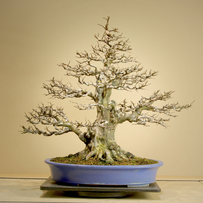 Pseudocydonia sinensis, 75,5 cm, ± 45 años, con un movimiento excepcional, ramificación ahusada y corteza vieja. Trasplantada por Mario Komsta en la primavera de 2025 a una maceta japonesa hecha a mano por Reihou.