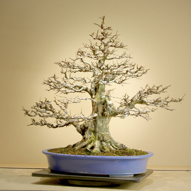 Pseudocydonia sinensis, 75,5 cm, ± 45 years old, with exceptionally good movement, ramification tapering and old bark. Repotted by Mario Komsta in the spring of 2025 in a handmade Japanese pot by Reihou