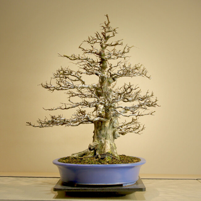 Pseudocydonia sinensis, 75,5 cm, environ 45 ans, avec une port exceptionnellement vigoureux, une ramification effilée et une écorce ancienne. Rempoté par Mario Komsta au printemps 2025 dans un pot japonais artisanal de Reihou.