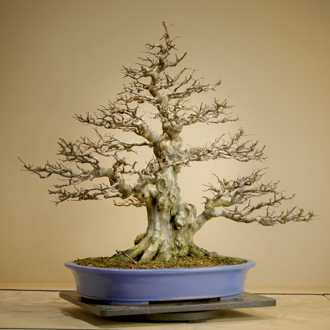 Pseudocydonia sinensis, 75,5 cm, ± 45 jaar oud, met uitzonderlijk goede groei, taps toelopende vertakkingen en oude bast. Verpot door Mario Komsta in het voorjaar van 2025 in een handgemaakte Japanse pot van Reihou.