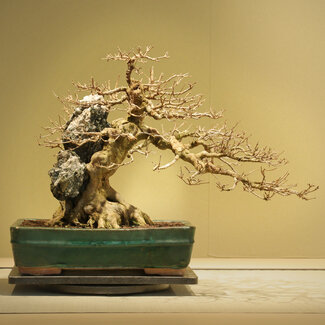 Kanto Acer buergerianum, 39 cm, ± 35 years old
