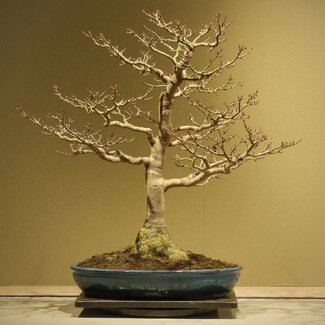 Taizan Acer buergerianum Shishigashira, 62 cm, ± 40 years old