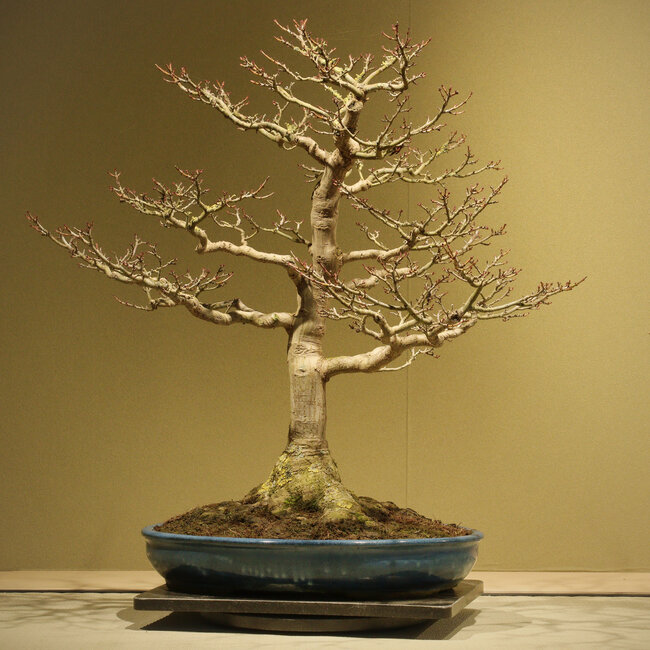 Acer buergerianum Shishigashira, 62 cm, ± 40 anni, con un nebari di 25 cm e in un vaso giapponese fatto a mano da Taizan