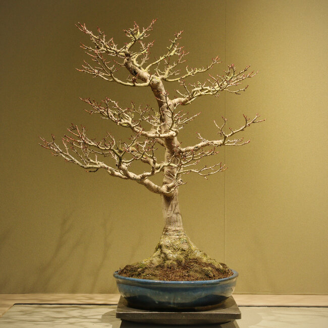 Acer buergerianum Shishigashira, 62 cm, ± 40 anni, con un nebari di 25 cm e in un vaso giapponese fatto a mano da Taizan