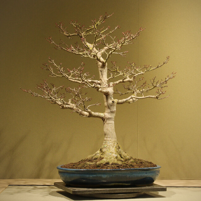 Acer buergerianum Shishigashira, 62 cm, ca. 40 Jahre alt, mit einem Wurzelhals von 25 cm und in einem handgefertigten japanischen Topf von Taizan