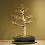 Acer buergerianum Shishigashira, 62 cm, ± 40 years old, with a nebari of 25 cm and in a handmade Japanese pot by Taizan