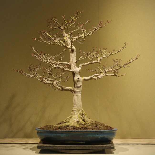 Acer buergerianum Shishigashira, 62 cm, environ 40 ans, avec un nebari de 25 cm et dans un pot japonais fait main par Taizan