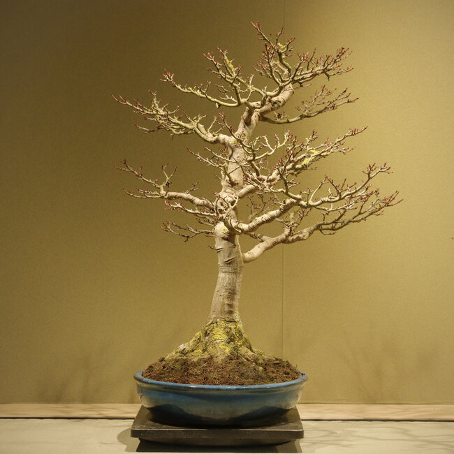 Acer buergerianum Shishigashira, 62 cm, ± 40 años, con un nebari de 25 cm y en una maceta japonesa hecha a mano por Taizan