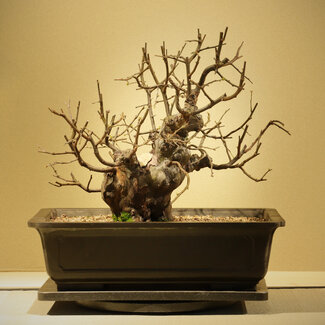 Pseudocydonia sinensis, 34 cm, ± 20 ans