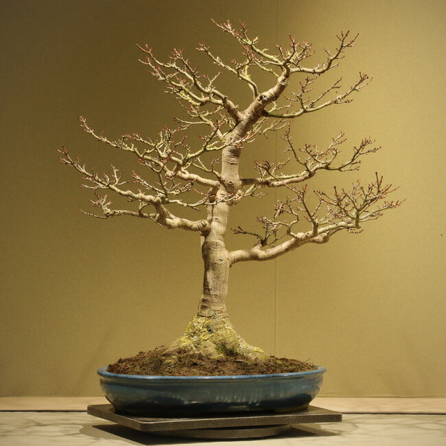 Acer buergerianum Shishigashira, 62 cm, ± 40 años, con un nebari de 25 cm y en una maceta japonesa hecha a mano por Taizan