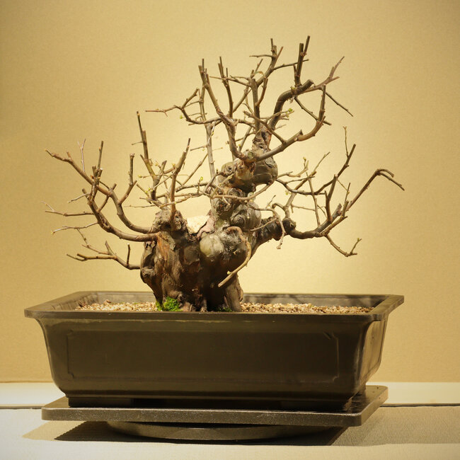 Pseudocydonia sinensis, 34 cm, ± 20 años, en maceta de plástico (Mica)