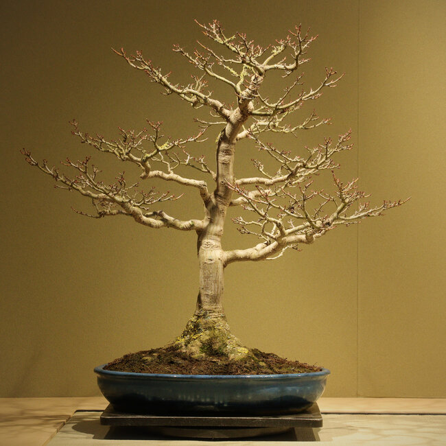 Acer buergerianum Shishigashira, 62 cm, environ 40 ans, avec un nebari de 25 cm et dans un pot japonais fait main par Taizan