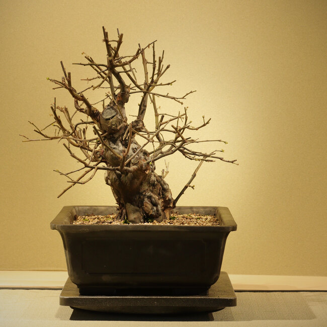 Pseudocydonia sinensis, 34 cm, ± 20 ans, dans un pot en plastique (Mica)