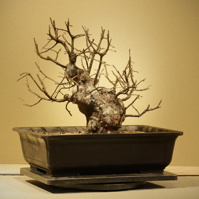 Pseudocydonia sinensis, 34 cm, ± 20 Jahre alt, in einem Plastiktopf (Glimmer)