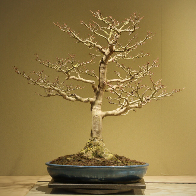 Acer buergerianum Shishigashira, 62 cm, ± 40 años, con un nebari de 25 cm y en una maceta japonesa hecha a mano por Taizan