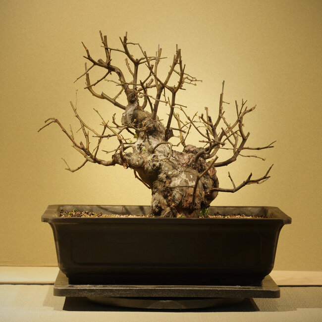 Pseudocydonia sinensis, 34 cm, ± 20 Jahre alt, in einem Plastiktopf (Glimmer)