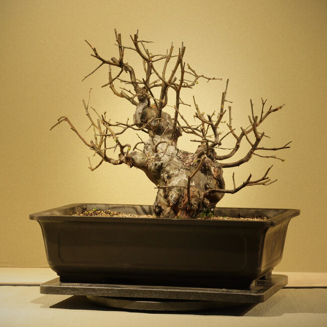 Pseudocydonia sinensis, 34 cm, ± 20 years old, in a plastic pot (Mica)