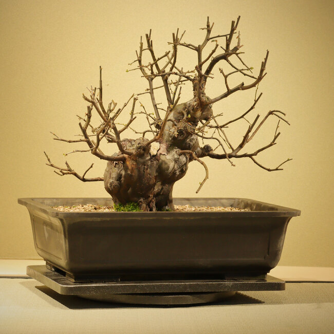 Pseudocydonia sinensis, 34 cm, ± 20 years old, in a plastic pot (Mica)