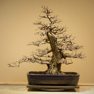 Yamafusa Pseudocydonia sinensis, 65 cm, ± 35 Jahre alt