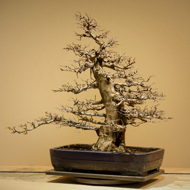 Pseudocydonia sinensis, 65 cm, ± 35 jaar oud, met een uitzonderlijk goede taps toelopende vorm en vertakking, zonder littekens, in een handgemaakte maar beschadigde pot van Yamafusa.