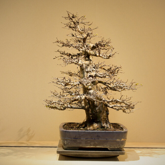 Pseudocydonia sinensis, 65 cm, ± 35 años, con un ahusamiento y desarrollo de las ramas excepcionalmente buenos, sin cicatrices, en una maceta hecha a mano pero dañada por Yamafusa.